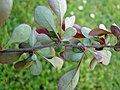 Blattdornen der Berberitze (Berberis vulgaris)