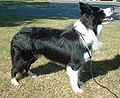 Border Collie: Obwohl sie das Weiß an denselben Stellen haben wie heterozygote Boxer mit der Genkombination Ssi, wird die Farbe durch ein anderes Gen verursacht.