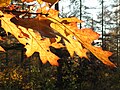 Mischwald Brägeler Forst im Stadtnorden