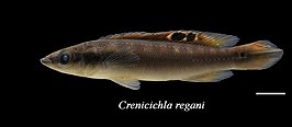 Crenicichla regani