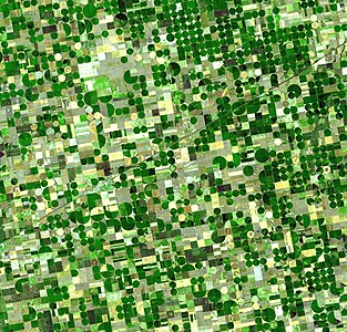 Kansas'ta mısır tarlaları. (Üreten:NASA)