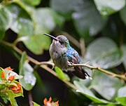 Female crowned woodnymph