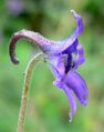 Delphinium ceratophorum