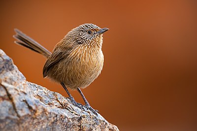 Dusky grasswren