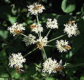 Group on hogweed