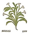 Teil I, Kapitel 85 ... Achillea millefolium