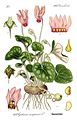 Untergattung Cyclamen: Europäisches Alpenveilchen (Cyclamen purpurascens), Illustration