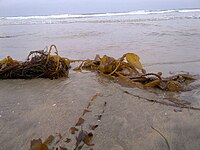 Tảo bẹ dọc bờ biển La Jolla, bang California, Mỹ