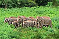 Elephant in Kui Buri National Park