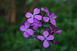 Kerti holdviola (Lunaria annua)