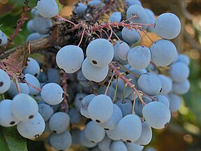 Ripe fruits of Mahonia 'Golden Abundance'