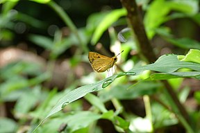 Ocybadistes ardea