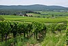 Blick von Anhöhe bei Johannisberg nach Osten über Weinberge von Oestrich-Winkel mit Schloss Vollrads und Hallgarter Zange