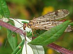 Panorpa cognata – Weibchen