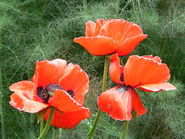 Papaver bracteatum