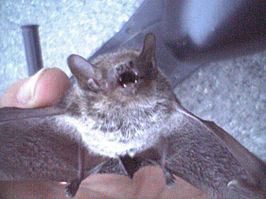 Pipistrellus abramus