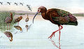 Brillensichler (Plegadis chihi) in Game Birds of California, 1918