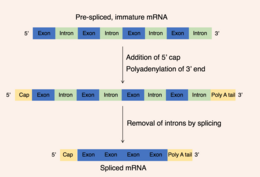 three strands of RNA at different stages of maturation, the first strand contains introns and exons only, the second strand has gained a 5' cap and 3' tail and contains still introns and exons, the third strand has the cap and tail but the introns have been removed