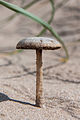 P. ammophila, perspectivă laterală