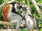 Red colobus monkeys in Jozani forest.