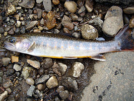 Salvelinus japonicus