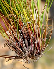 Bases of flowering stems