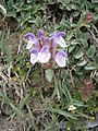 Scutellaria alpina