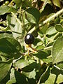 Silene baccifera fruit