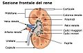 Sezione frontale di un rene