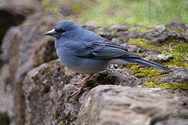 Blauwe vink