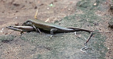 Skinks mating