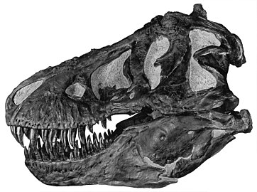 Profile view of a skull (AMNH 5027)