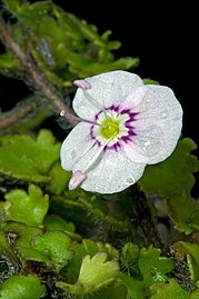 A close up of the flower.