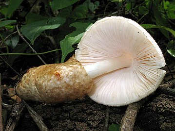 The mushroom has a tannish sac-like volva that covers the base of the stem.