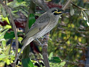 Dreistreifen-Honigfresser (Lichenostomus chrysops)