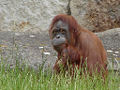 Zoo Berlin Mai 2007