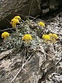 Alyssum cuneifolium