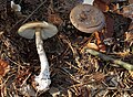 !Amanita porphyria!