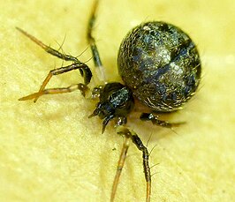 Araneus acuminatus