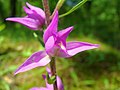 Cephalanthera rubra Blüten