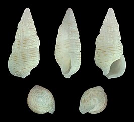 Cerithium albolineatum