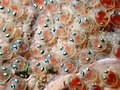 Clingfish (Gobiesocidae sp.) eggs