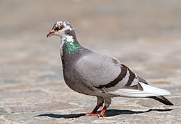 Szirti galamb (Columba livia)