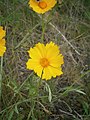 Coreopsis lanceolata flower