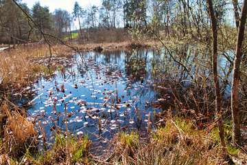 Blick auf den Weiher im Düdinger Moos