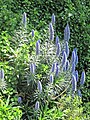 Echium candicans