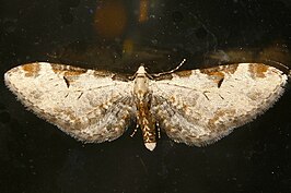 Eupithecia nevadata