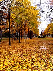 Colorful trees on the Main and South Quadrangles in autumn