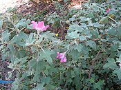 Anisodontea julii