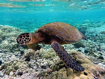 Green sea turtle